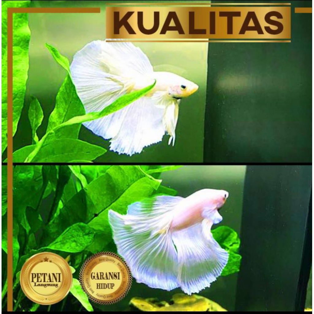 Ikan Cupang Halfmoon Super Black Hiasan