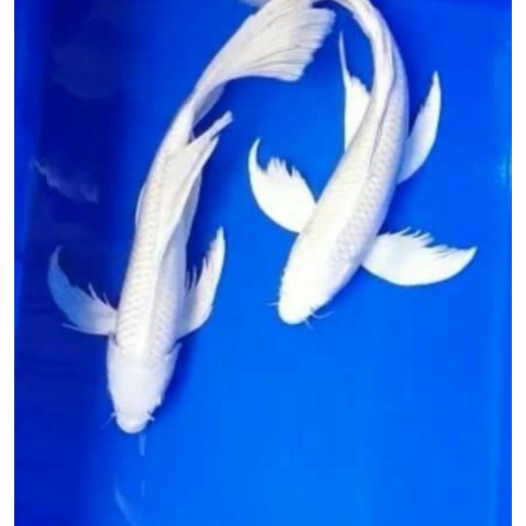 koi platinum kumpay sleyer 15-17 cm