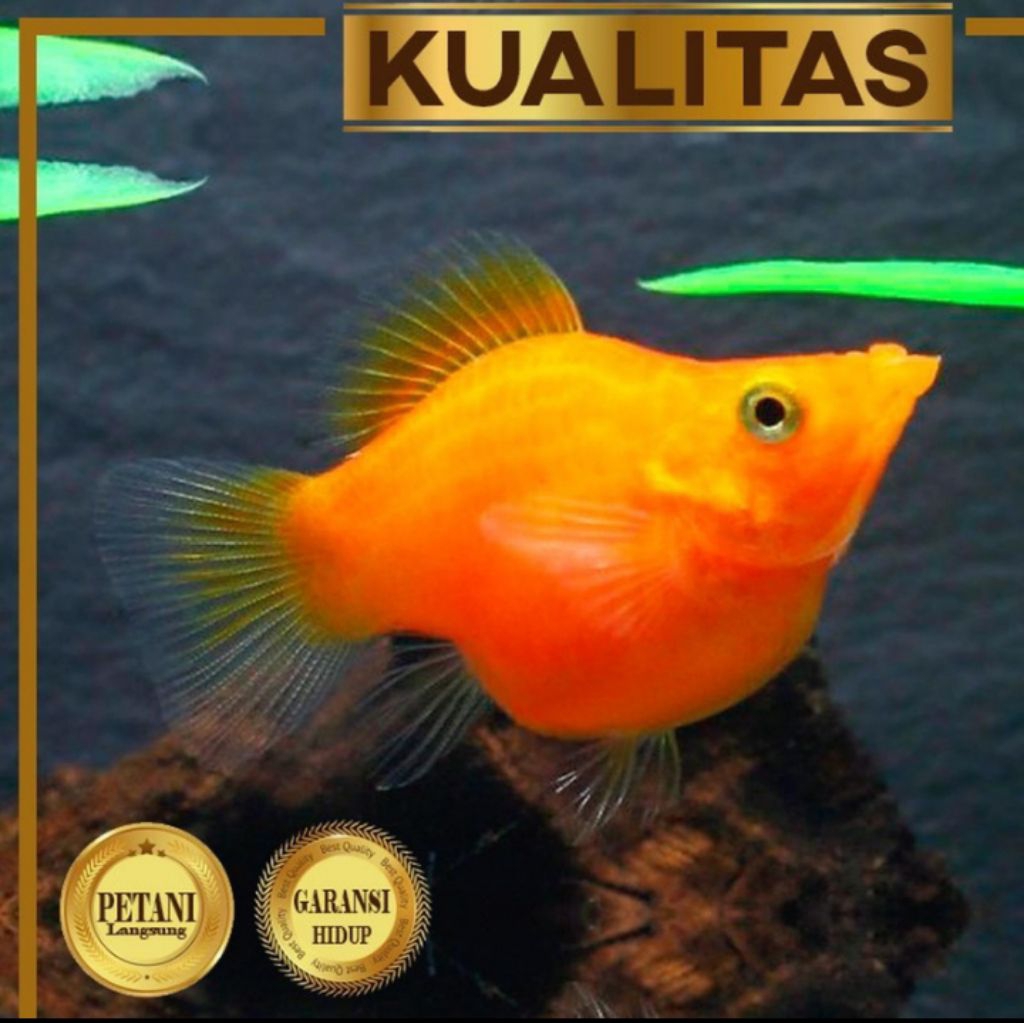 Molly Sunkist Balon Size M Ikan Hias