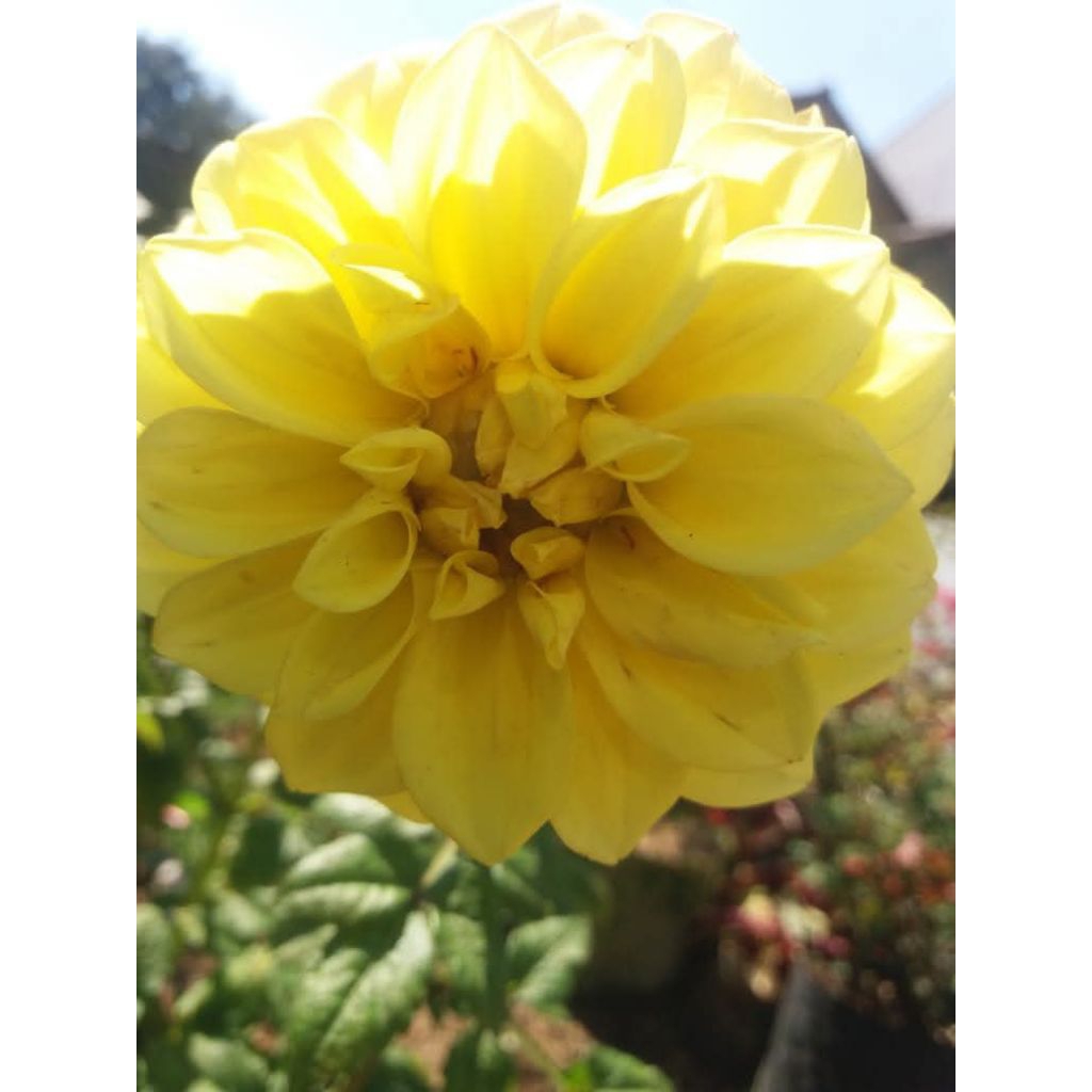 umbi bunga dahlia