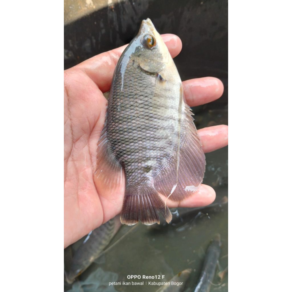 bibit ikan gurame soang