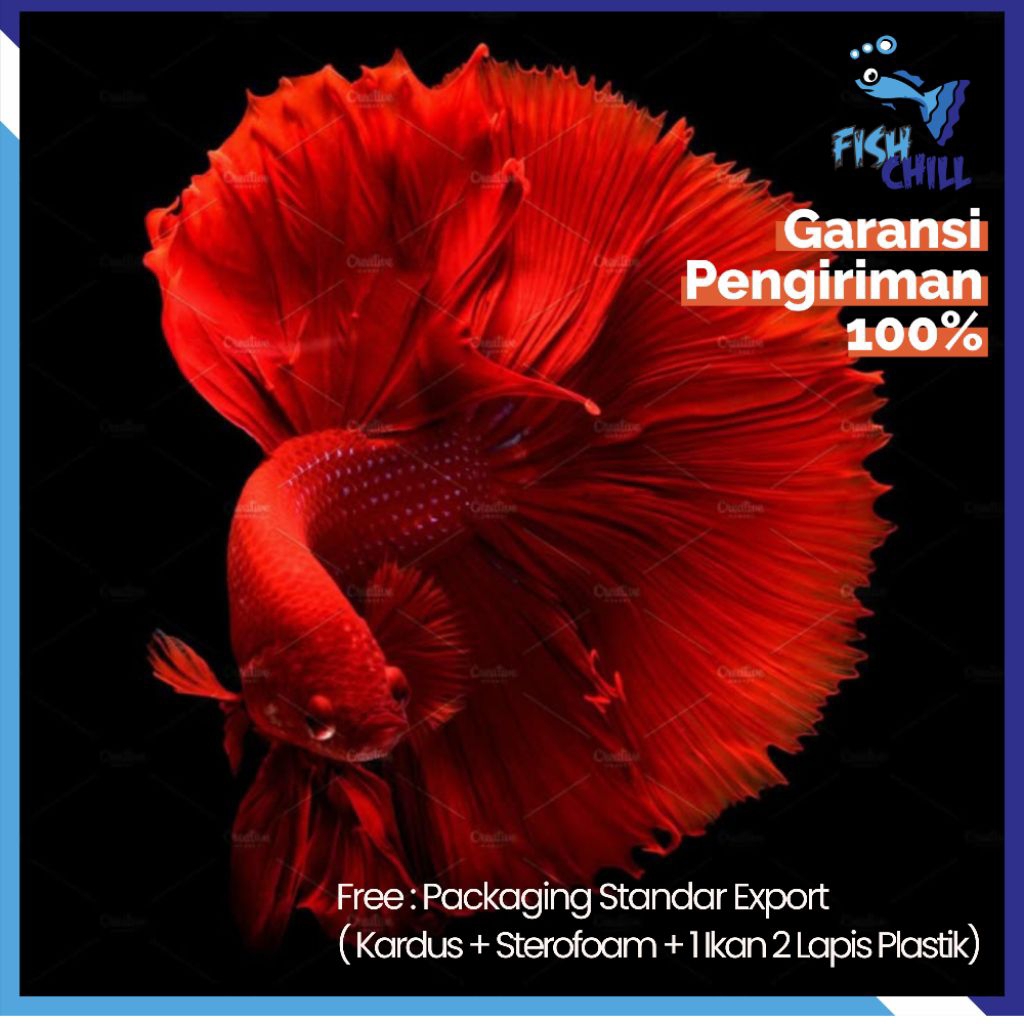 Hiasan Aquarium • GRADE A+++ HALFMOON SUPER RED FREE PACKING• Aquascape Soliter Mini Lampu LED Batu 