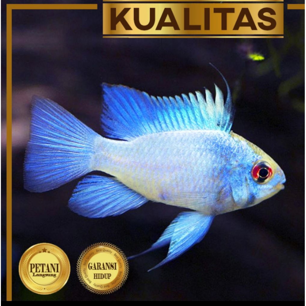 Cichlid Blue Electric Ikan Hias Aquascape