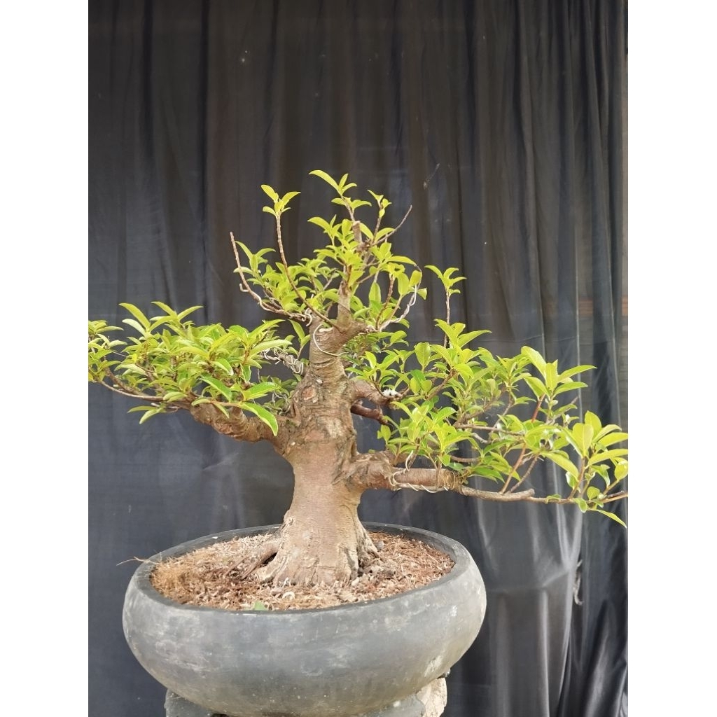 bonsai loa jumbo siap pajang zize medium reall pick