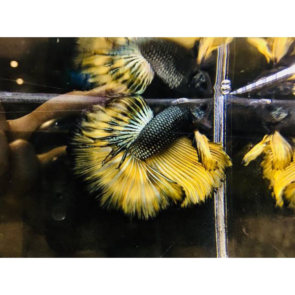 Hiasan Aquarium cupang HMPK Yellow Cooper Dewasa Male