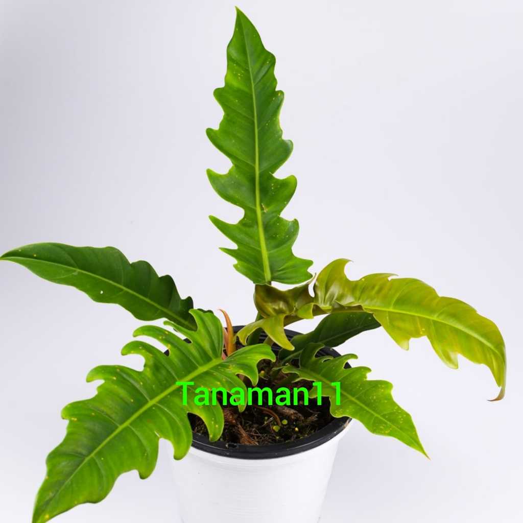 Tanaman philo gergaji golden big PLUS POT