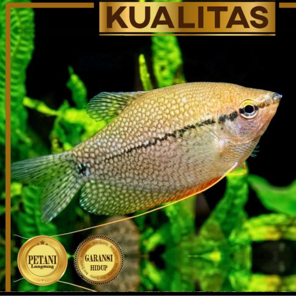 Sepat Mutiara Ikan Hias Aquascape Hiasan