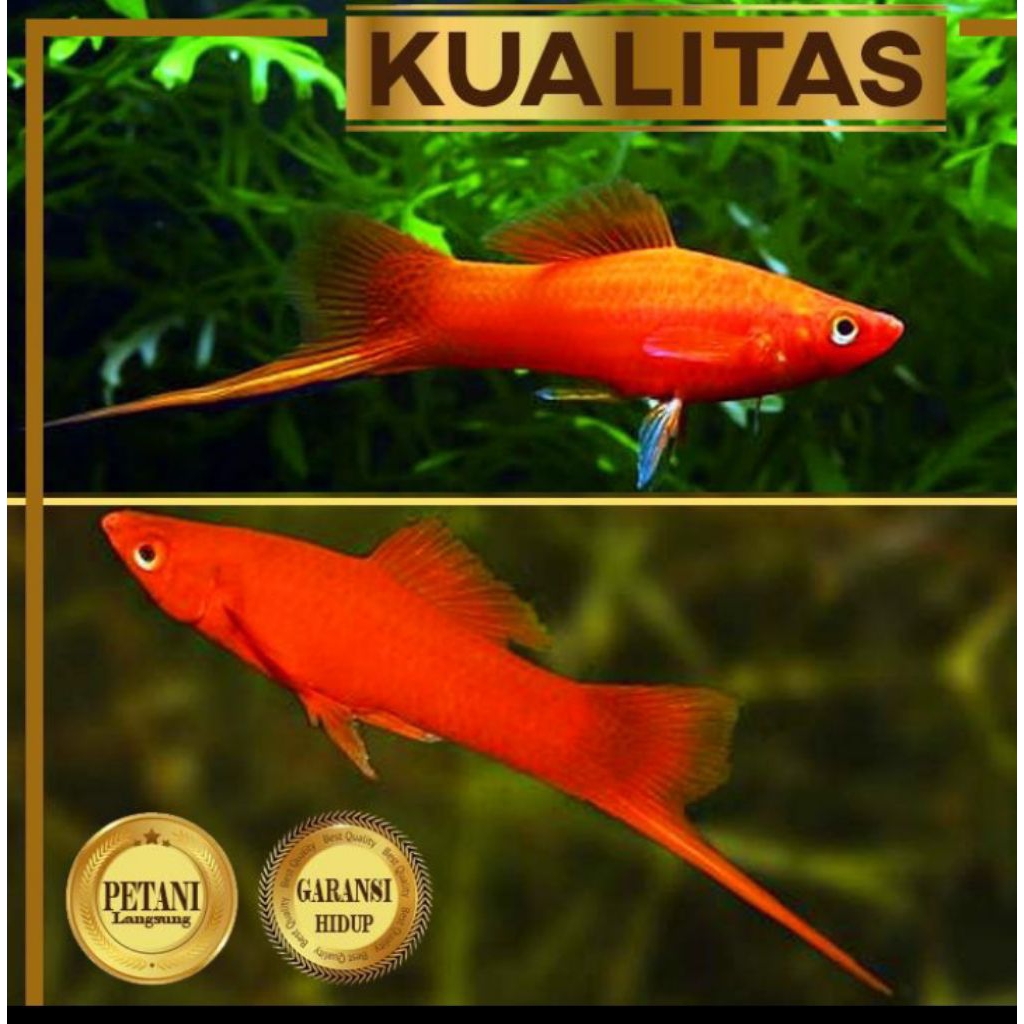 Platy Pedang Merah Ikan Hias Aquascape