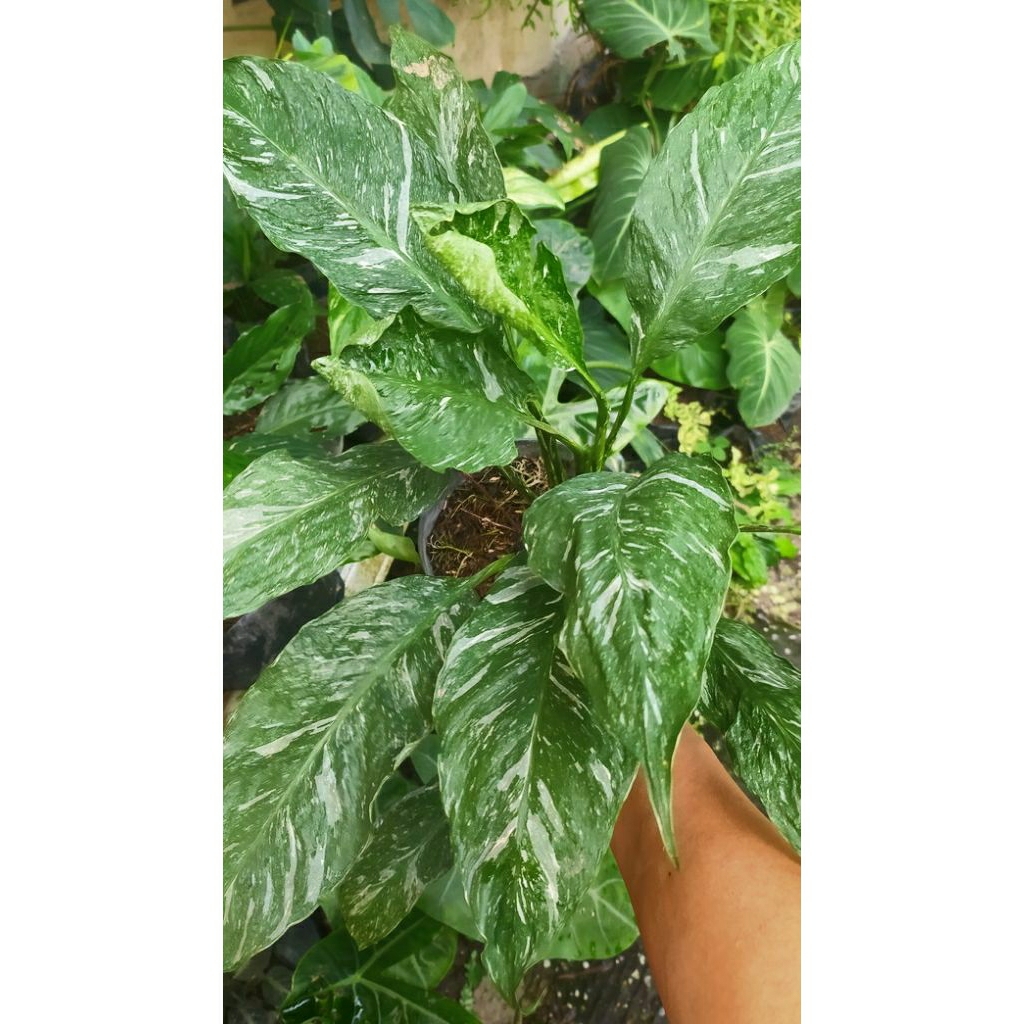peace lily domino / peace lily varigata daun keriput