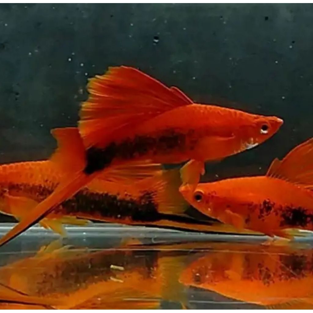 Hiasan Aquarium Aquascape Platy Red Tuxedo Hifin Swordtail