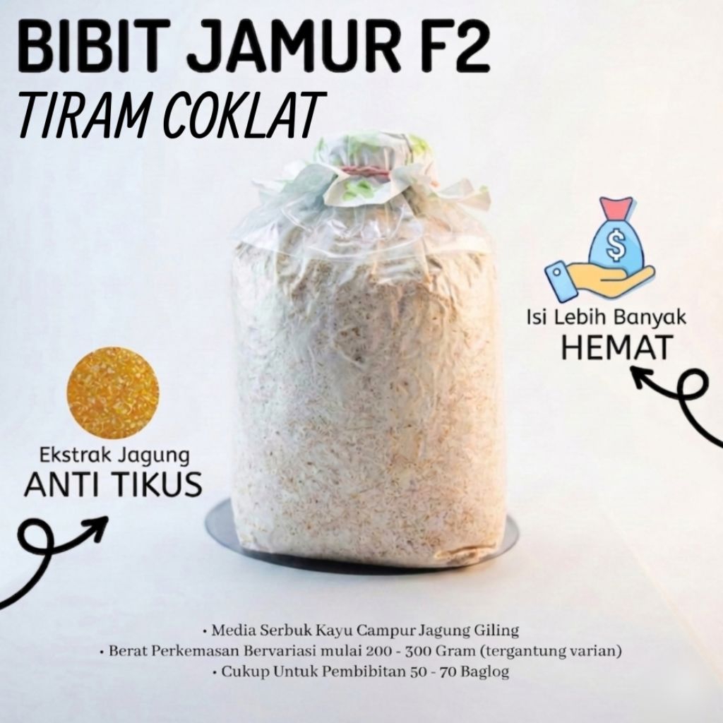 Bibit Jamur F2 Tiram Coklat media serbuk kayu jagung giling
