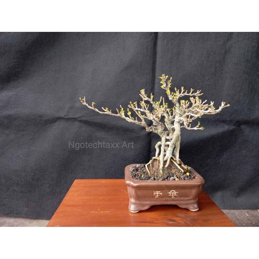 bonsai seribu bintang serbin serissa