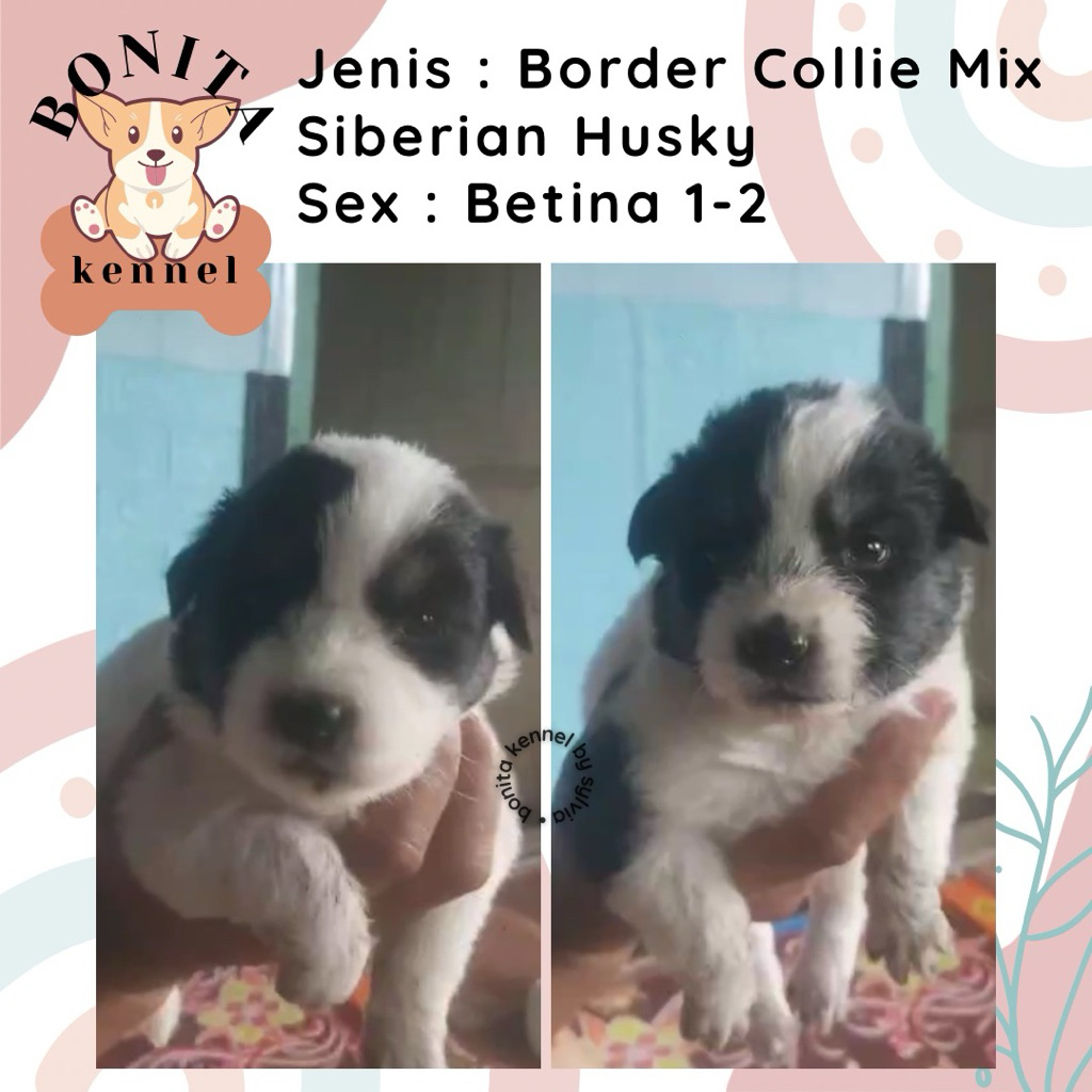 Border Collie Mix Husky Anjing Border Collie Siberian Husky Jantan Betina