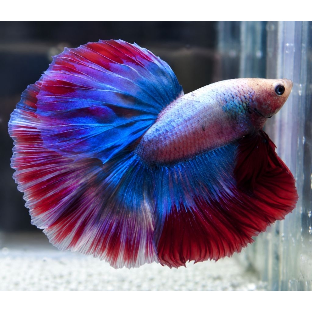 Ikan Cupang Halfmoon 1pasang