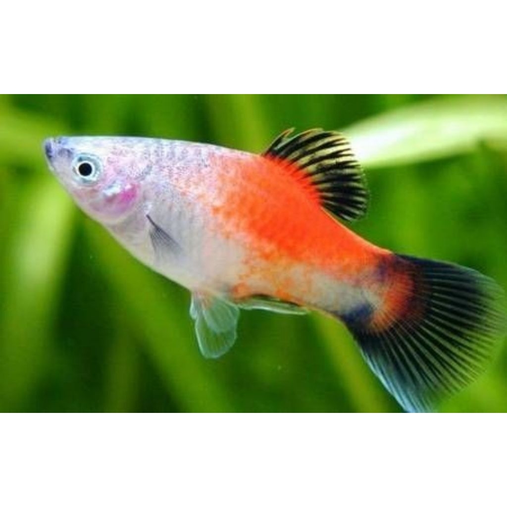 Platy Mickey Mouse, Platy Sunrise, Platy Red Coral, Platy Sunset