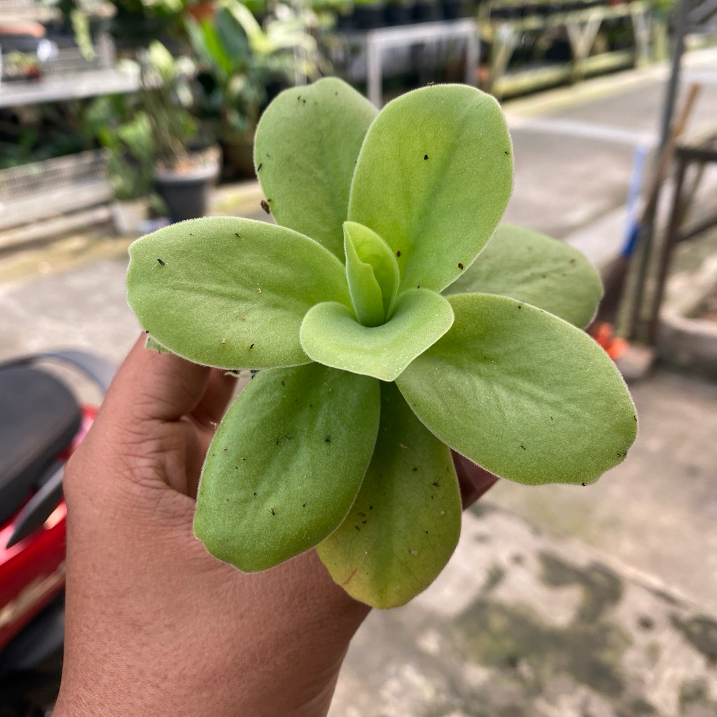 Pinguicula Gigantea