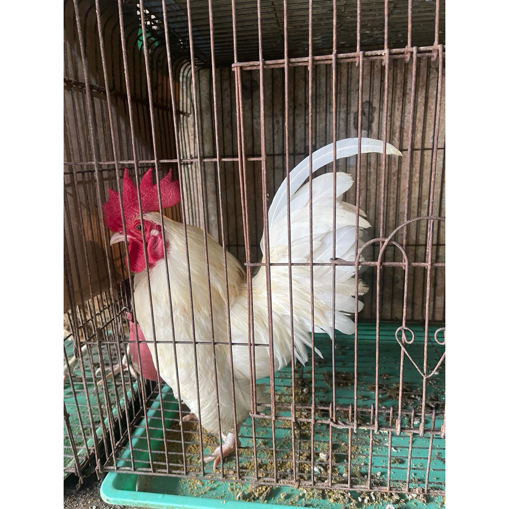 AYAM SERAMA /AYAM MALAYSIA