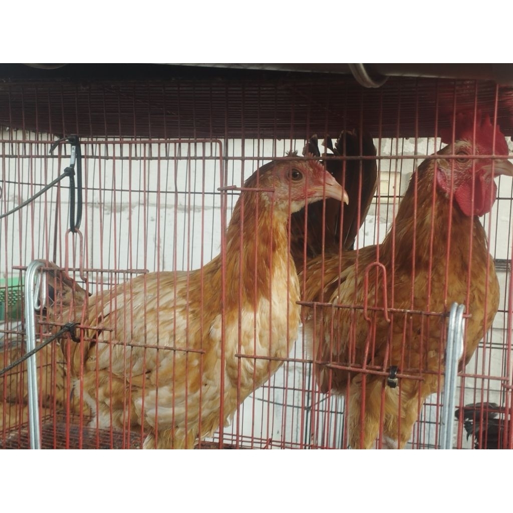 Ayam petelur Elba murni sepasang satuan dewasa anakan