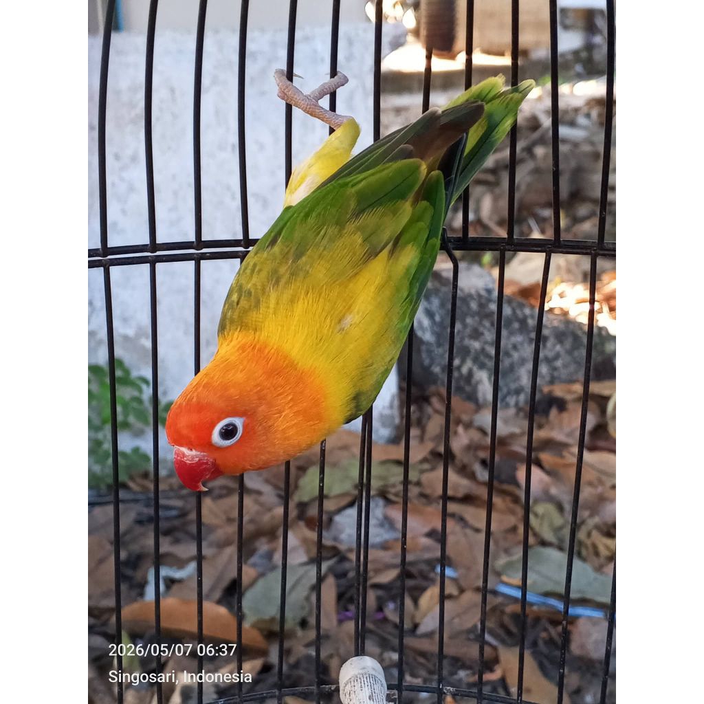 burung biola euwing green jantan (MINUS PARUH)