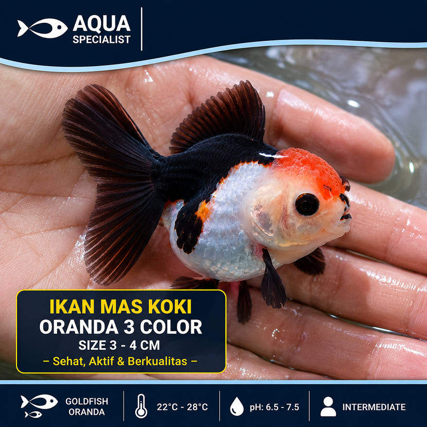 ikan hias mas koki oranda panda / koki panda tricolor / koki panda
