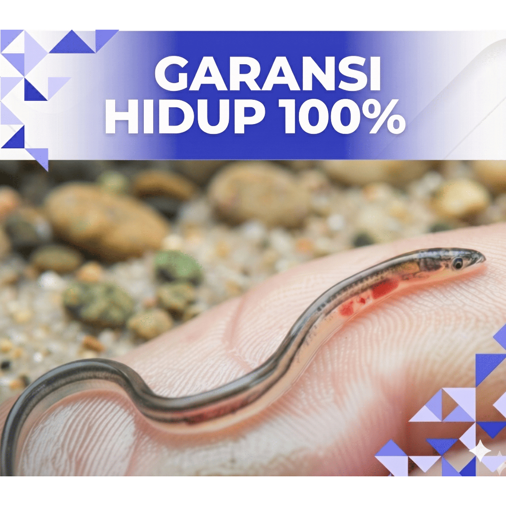 (Benih Ikan Sidat Hidup) - Grade A - Benih Ikan Sidat - Siap Budidaya Di Aquarium / Terpal / kolam