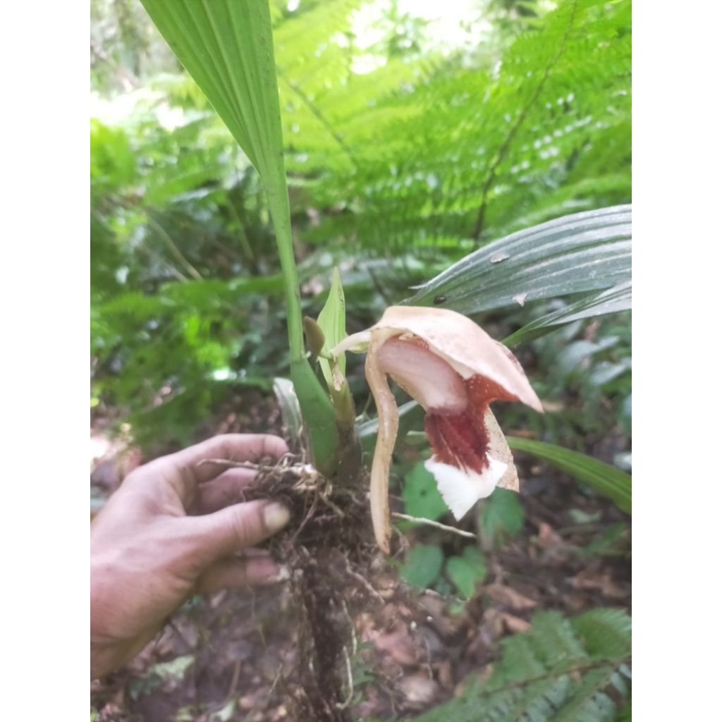 Anggrek coelogyne speciosa