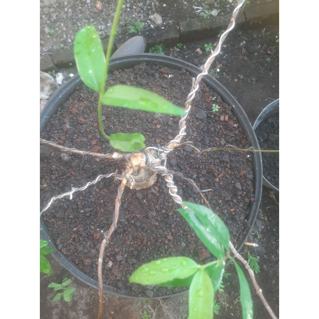 Bonsai Bahan Anting Putri Mame Sesuai Foto