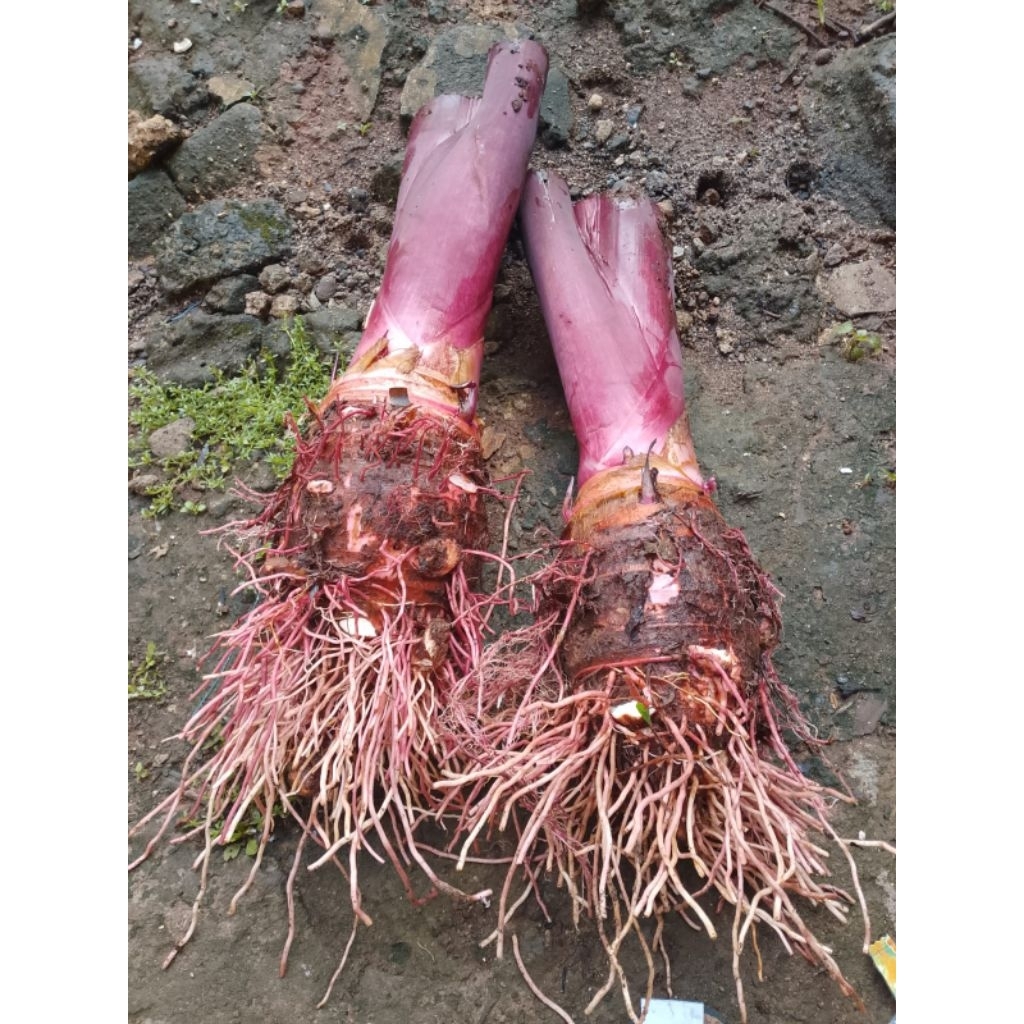 Talas Bogor/Talas merah