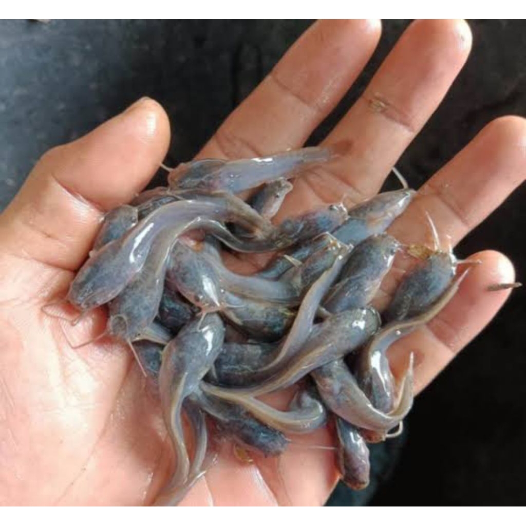 benih lele mutiara 30 pcs