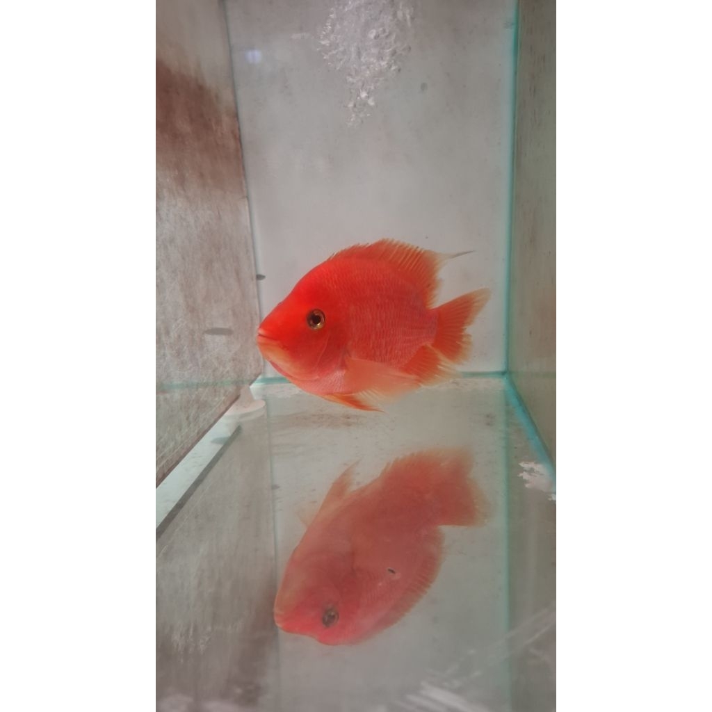 parrot kingkong mammon 5 jari