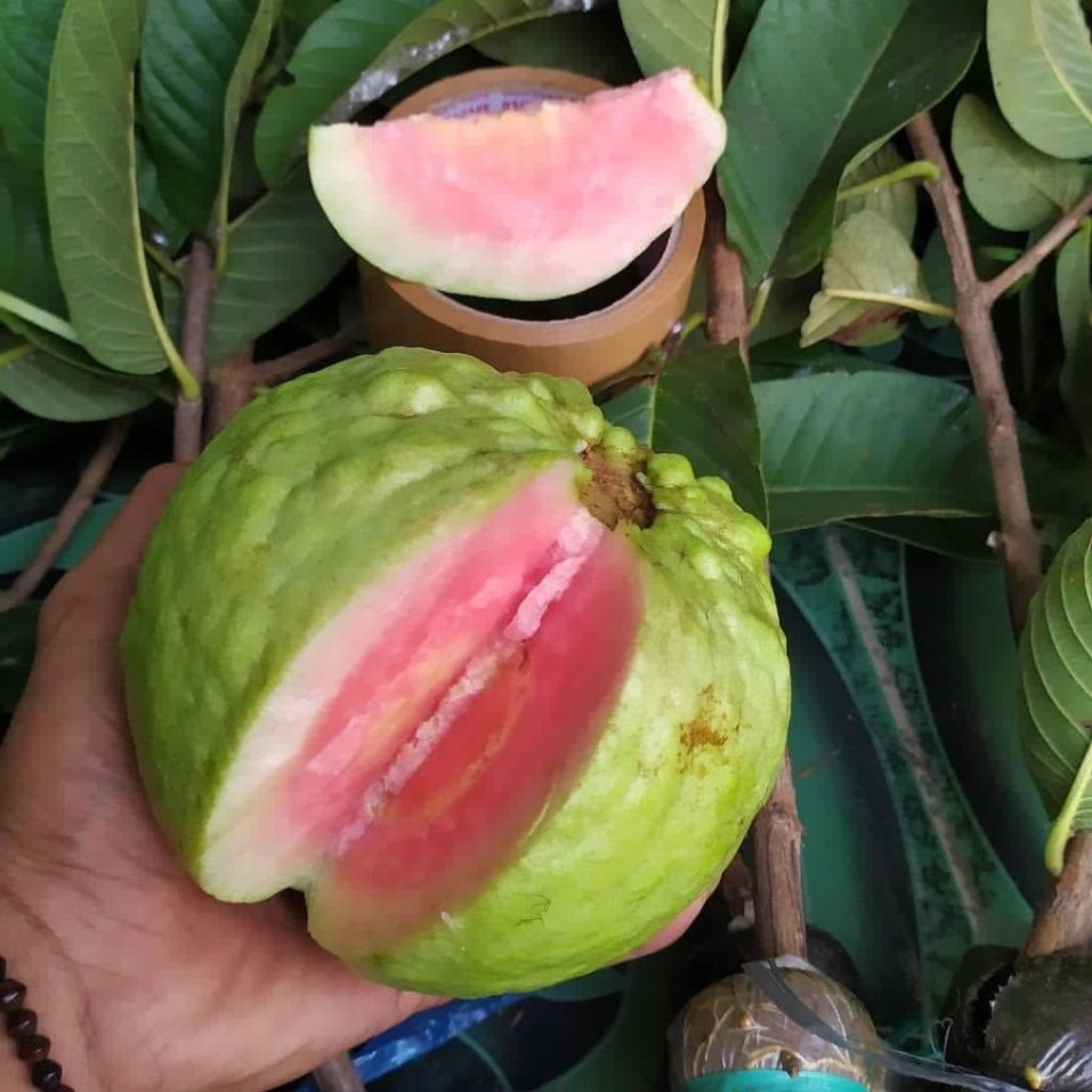 FRESH CANGKOK JAMBU KRISTAL MERAH
