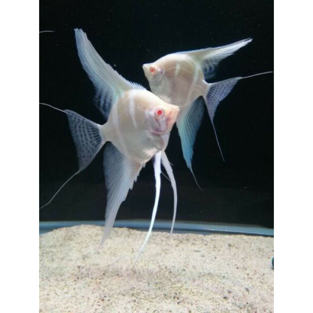 Manfish Dantum Albino Original Size 4 - 5 cm