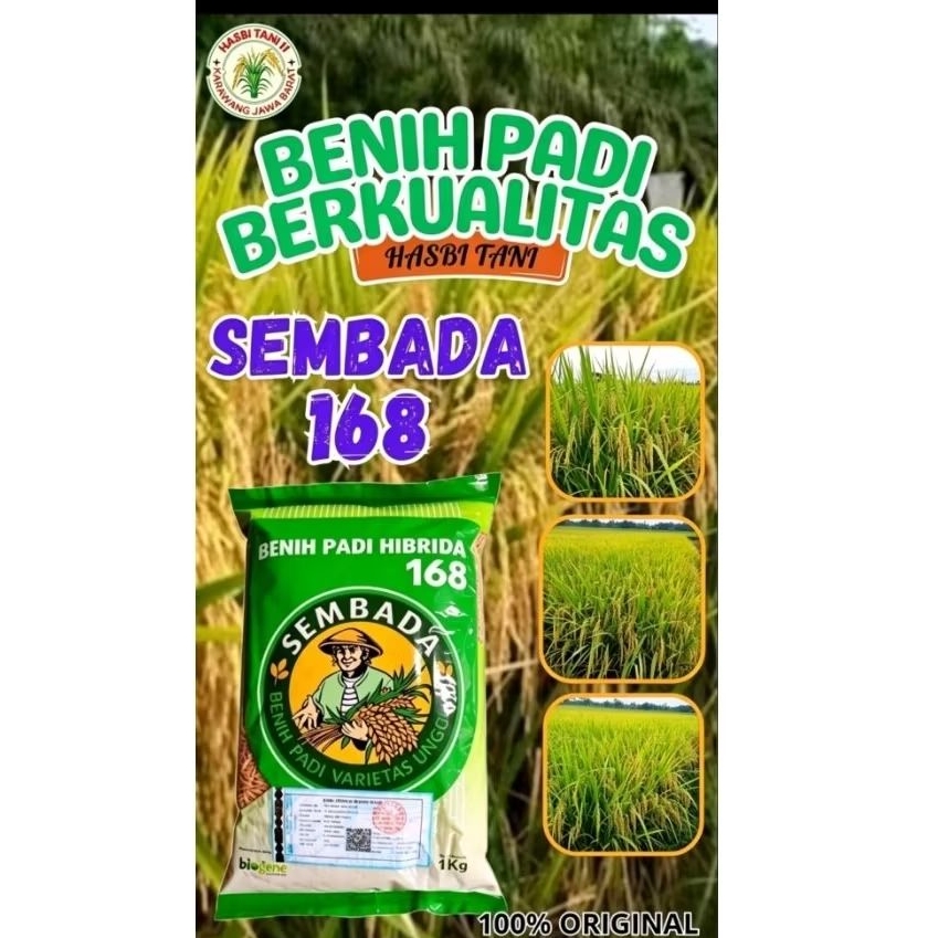 BENIH PADI SEMBADA 168 BERKUALITAS KEMASAN 5KG