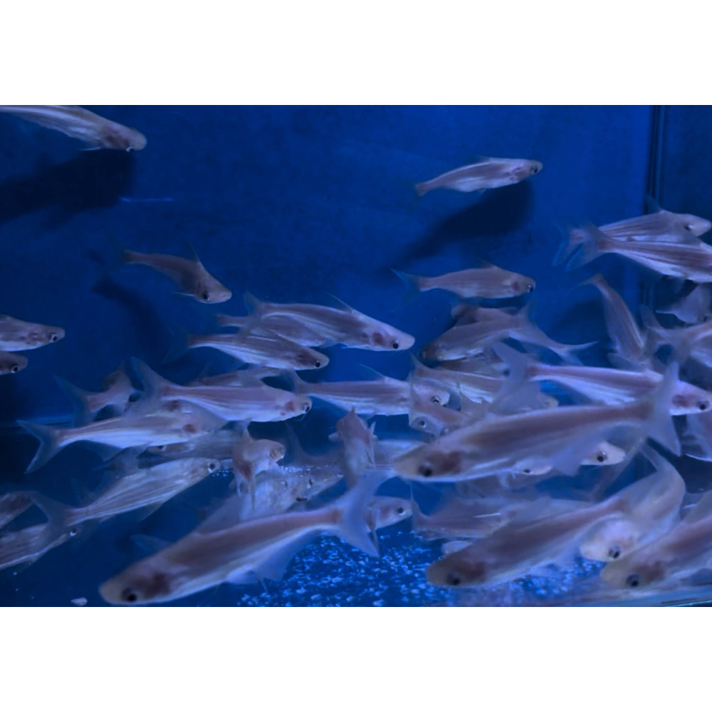 Hiasan Aquarium kolam patin albino isi3