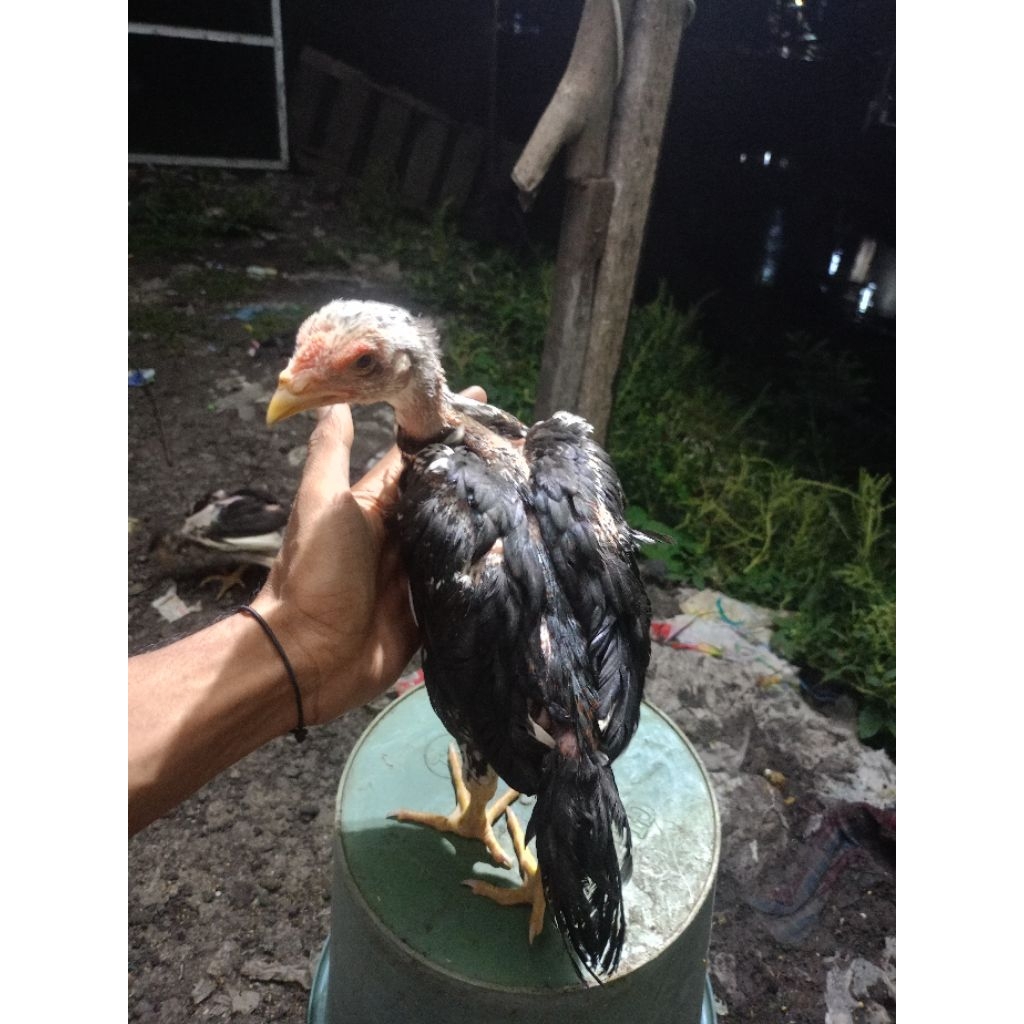 anakan ayam Bangkok ekor lidi