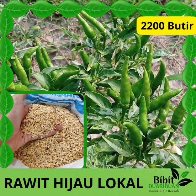 2200 butir biji benih cabe rawit hijau lokal kualitas super