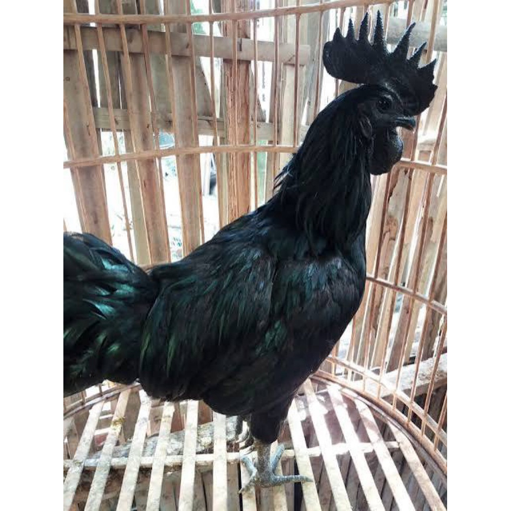 AYAM CEMANI ASLI HITAM MEDAN