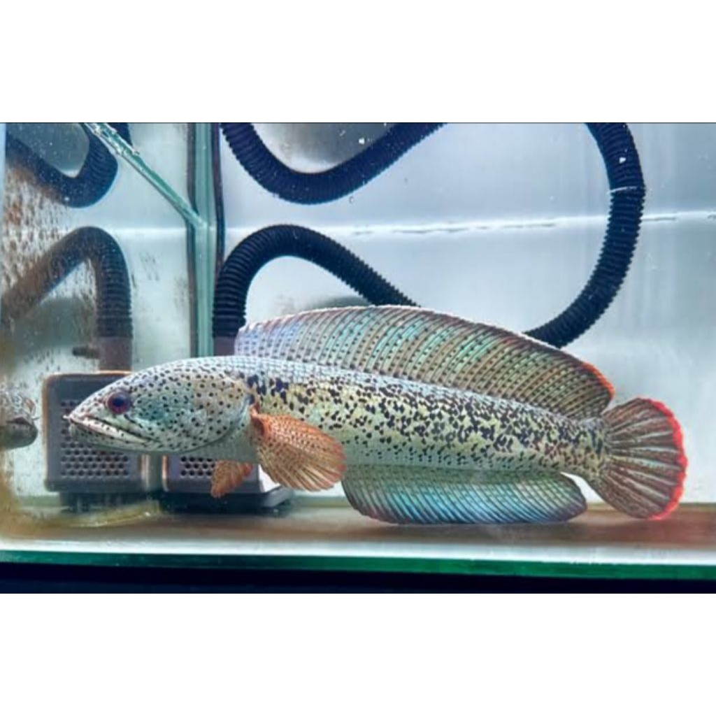 Channa Barca isi 3 ekor size 3-5cm + bonus pakan