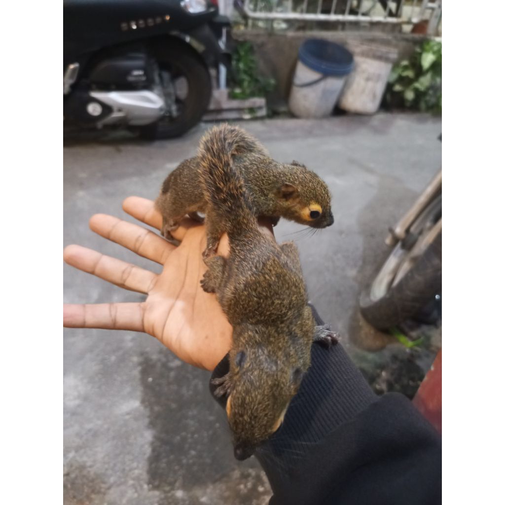 Bajing kelapa/Tupai kelapa