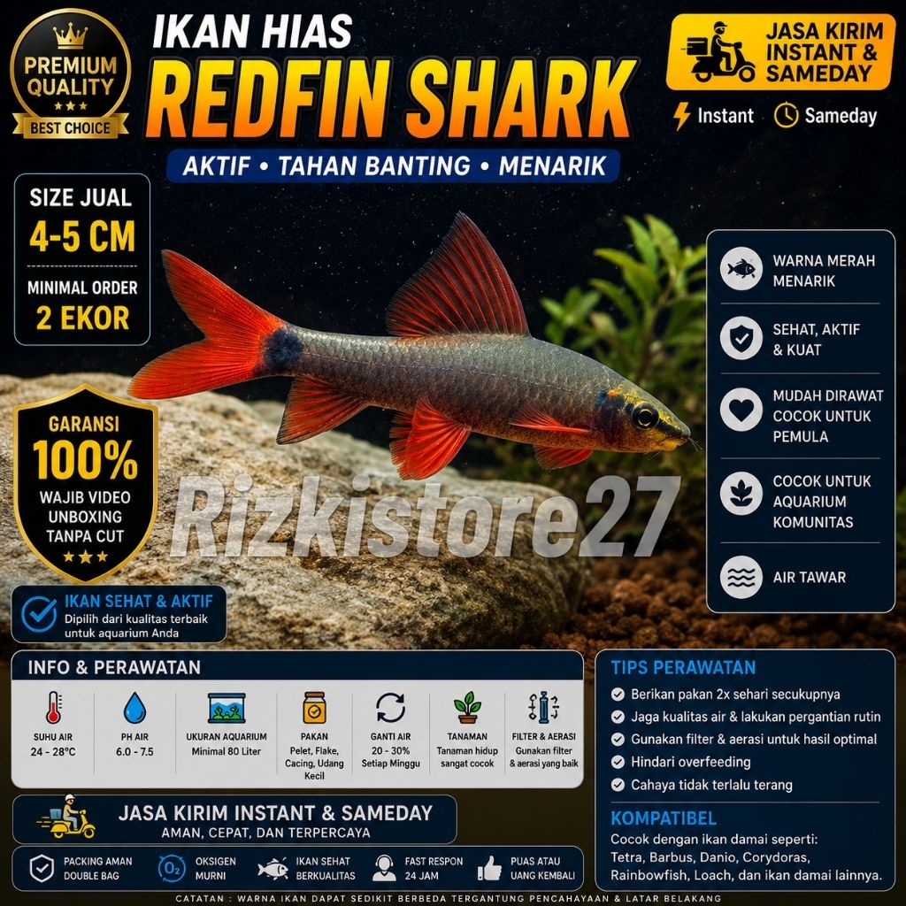 lIkan Hias Redfin Shark Size 4-5 Cm Aquarium Air Tawar Aquascape