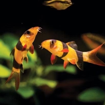 botia clown loach fish / botia sumatra
