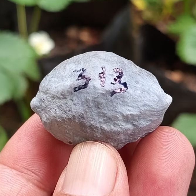 Muncang adu jayanti pait jr kode 313.