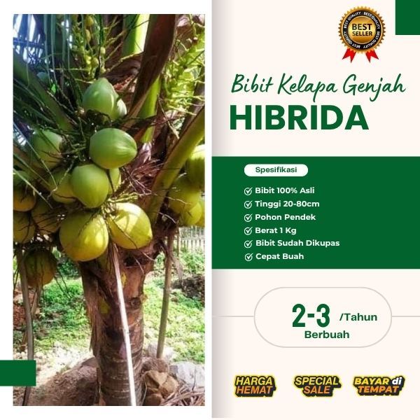 DICARI PENDERES  Bibit Kelapa Hibrida Buah Besar, Bibit Kelapa Hibrida Besar, Bibit Kelapa Hibrida F