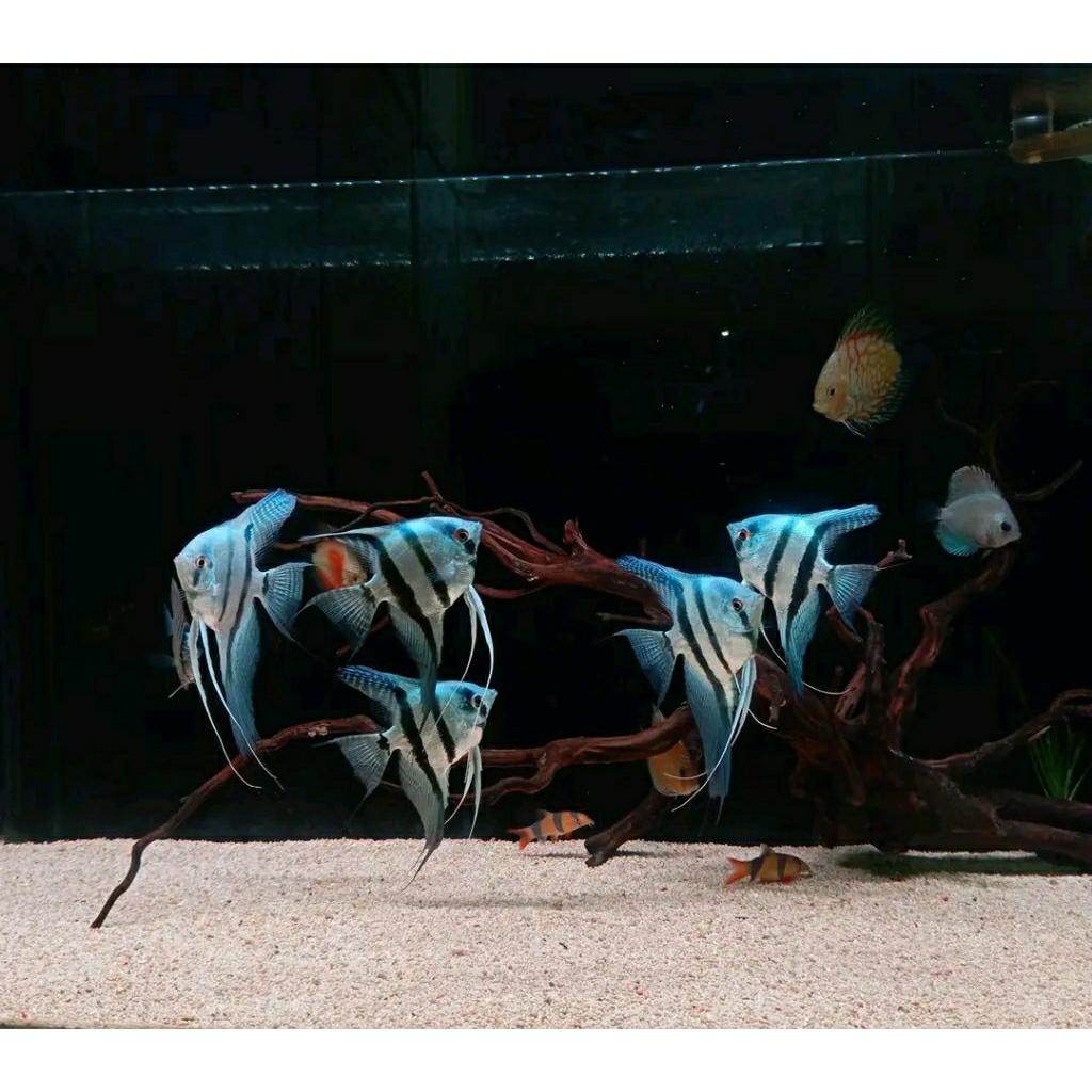 Hiasan Aquarium Ikan Hias Manfish Angelfish Blue Pinoy/Phillipines Blue Anakan 2~3cm