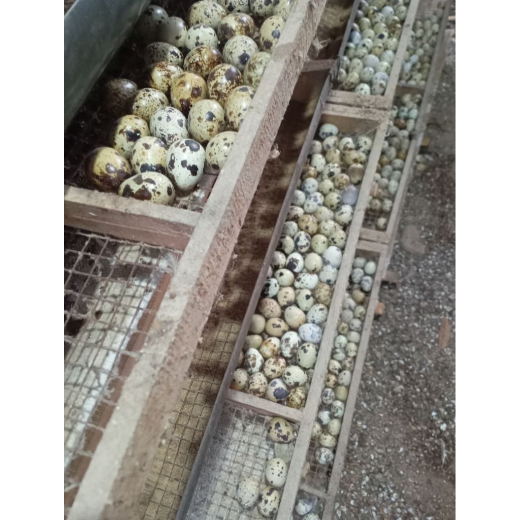 Telur Puyuh Fertil - Telur Puyuh Fertil Rebus, Praktis untuk Konsumsi dan Peternakan