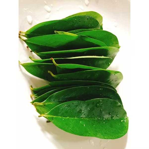 Daun Sirsak Segar Organik Herbal Obat Kanker Tumor Daun Sirsak Daun Segar Sirsak Daun Sirsak Daun Si