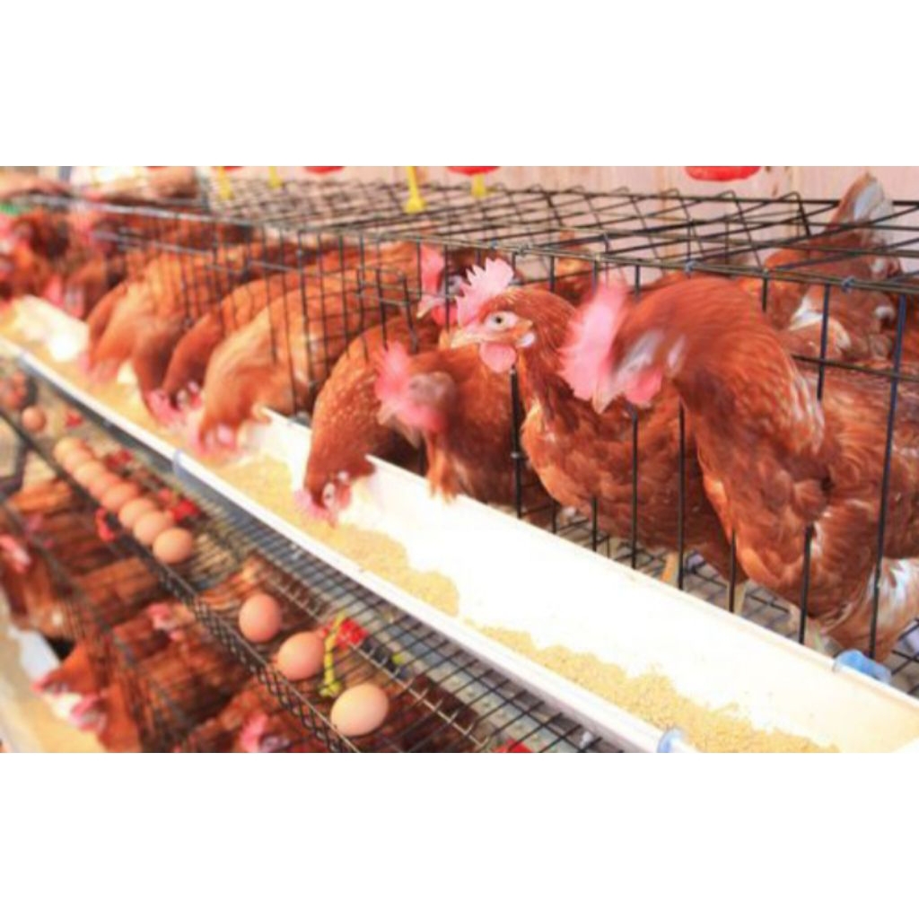 AYAM PETELUR HIDUP ASLI BERKUALITAS - Baca deskripsi sebelum membeli