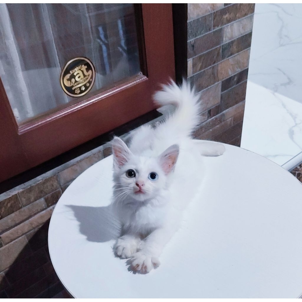 kucing persia maincone odd eye