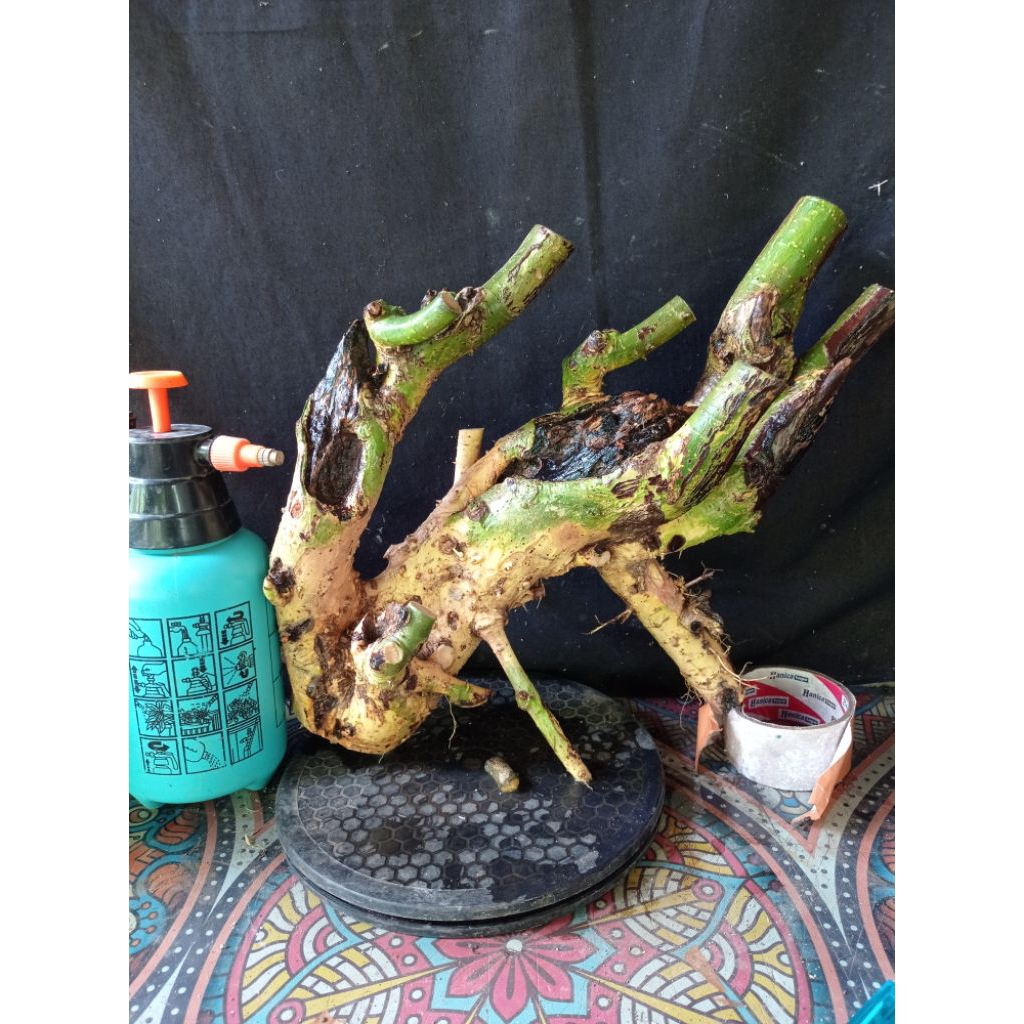 Bahan bonsai serut karakter istimewa besar