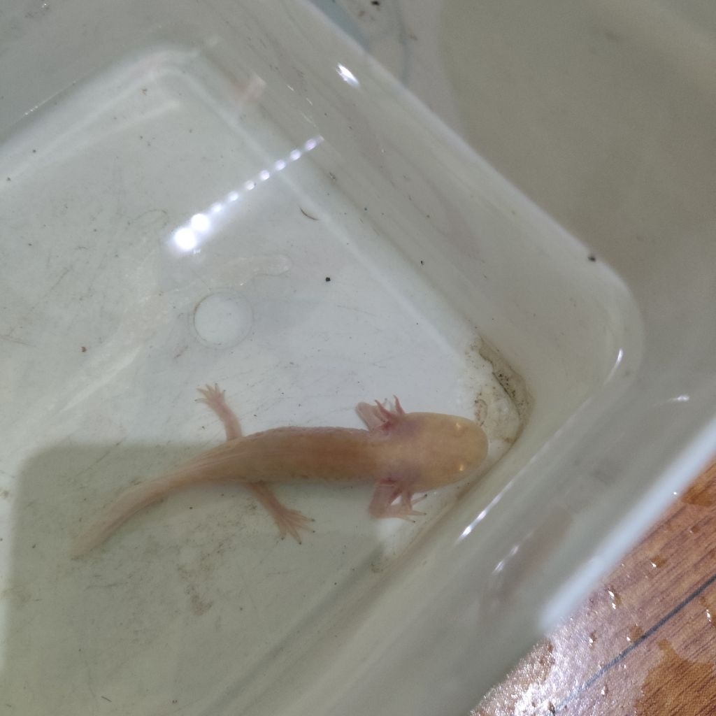 Axolotl Albino 10cm (Size kecil) - Pengiriman Instan Only